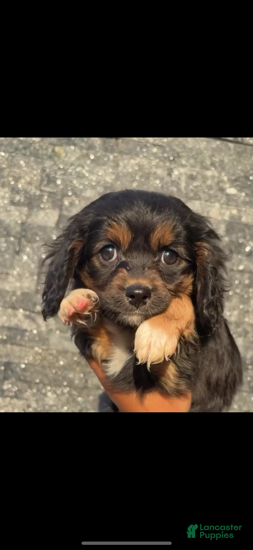 Cavapoo dogs for sale: Charlie🐾❤️ - Ad 1