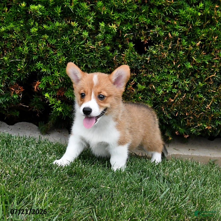 Welsh Corgi Pembroke dogs Pretzel - Ad 2