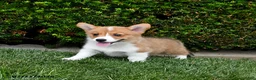 Welsh Corgi Pembroke dogs for sale: Pretzel - Ad 2