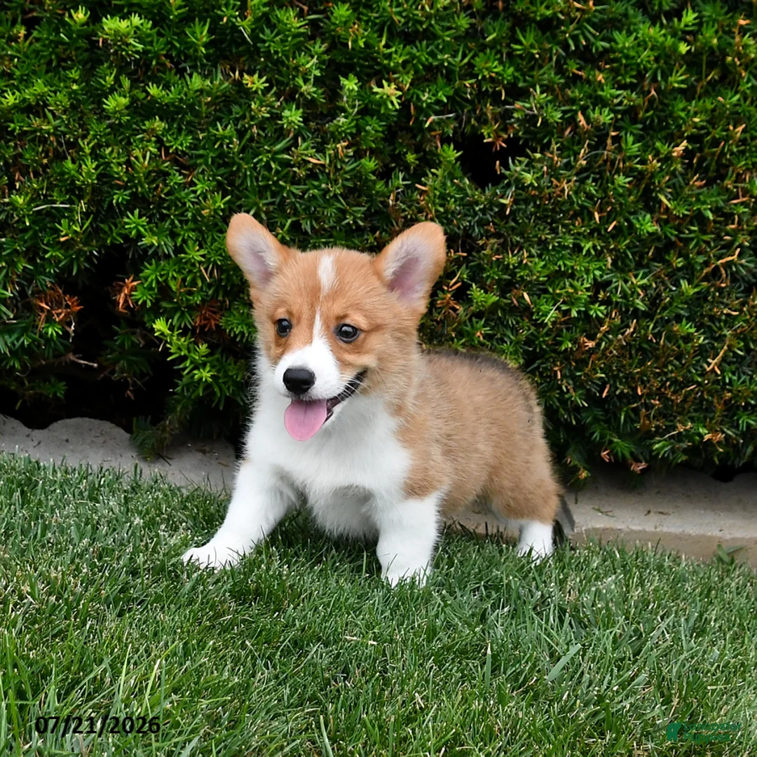Welsh Corgi Pembroke dogs for sale: Pretzel - Ad 2