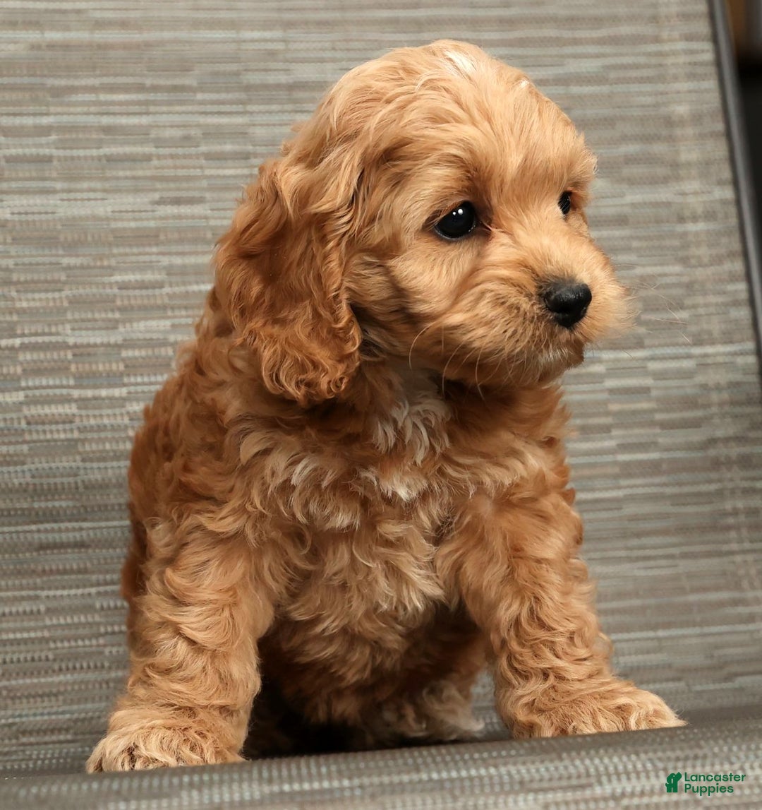 Cockapoo dogs for sale: Bella - Ad 7