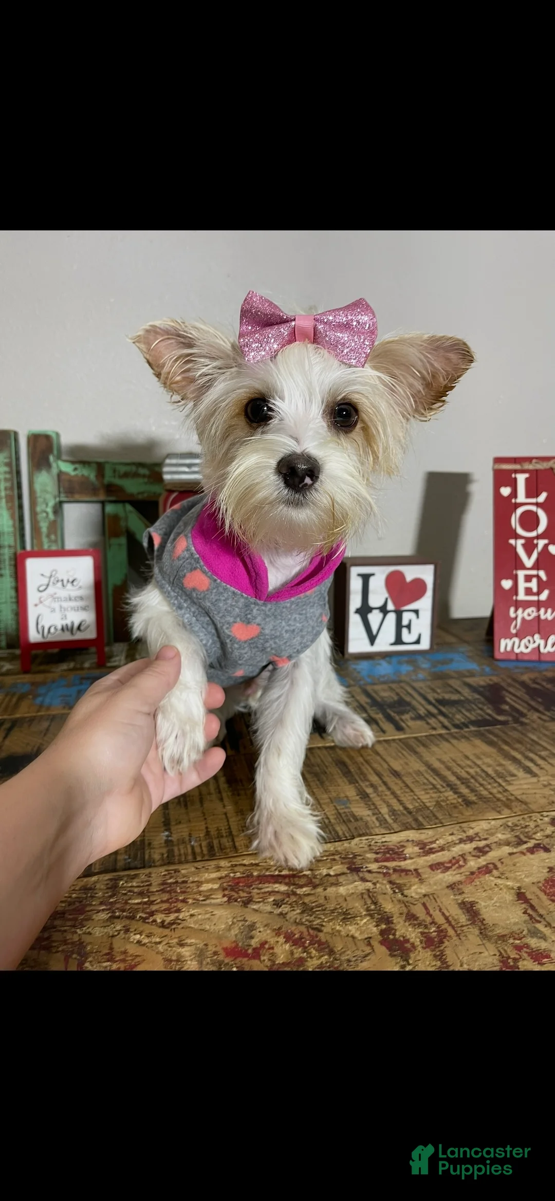 Yorkshire Terrier dogs for sale: Tilly - Ad 2