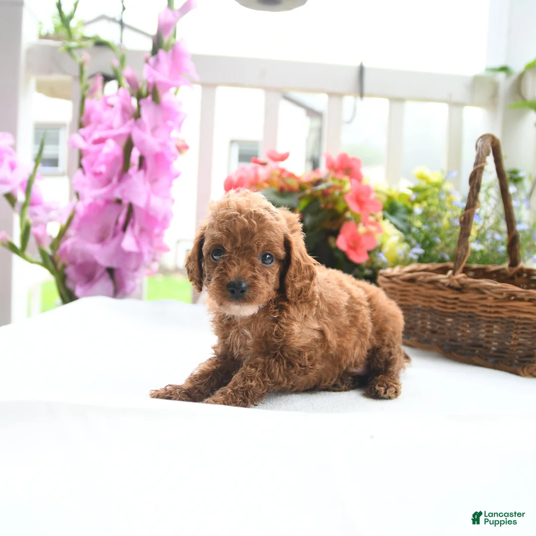 Toy Poodle dogs for sale: Violet - Ad 5