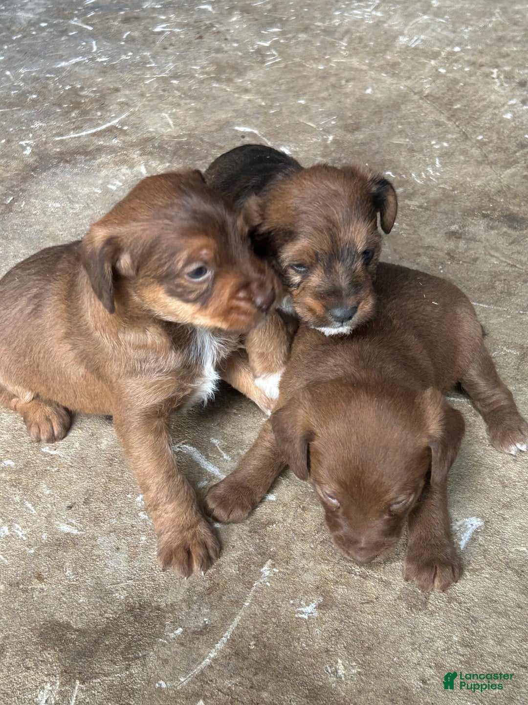 Jackapoo dogs for sale: Jackapoo Puppy 1 - Ad 5