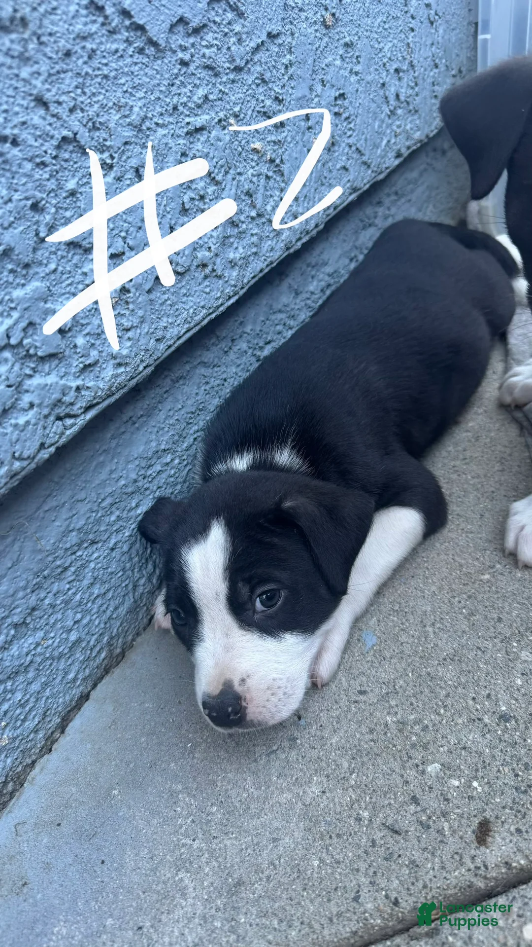 Mixed Breed dogs for sale: Male 2 - Ad 2