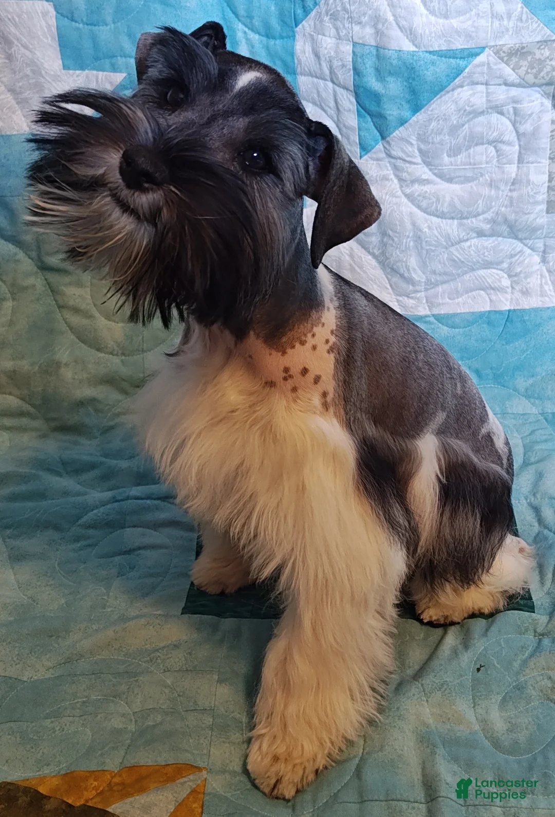 Miniature Schnauzer dogs for sale: Greta  - Ad 2