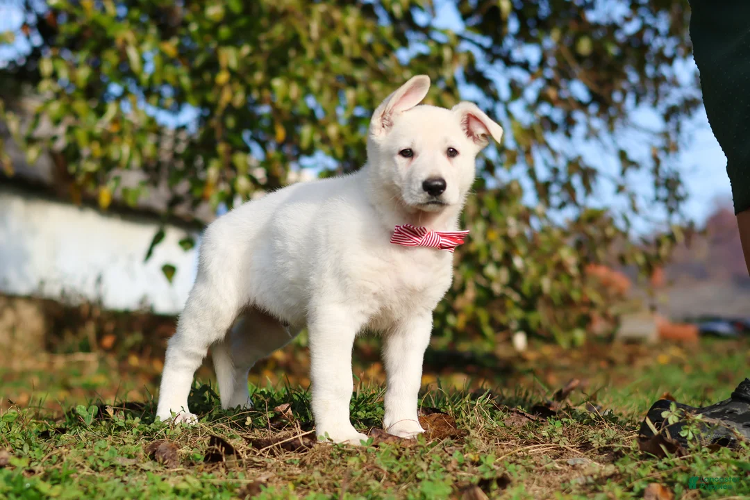 German Shepherd dogs for sale: Ezra - Ad 2
