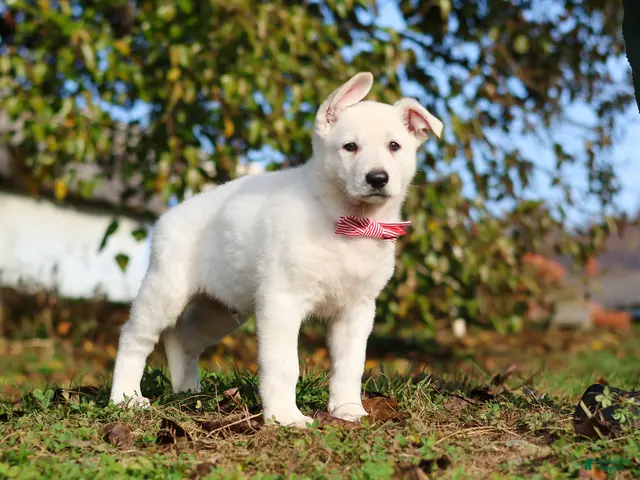 German Shepherd dogs for sale: Ezra - Ad 2