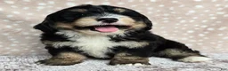 Mini Bernedoodle dogs for sale: Mini Willow - Ad 14