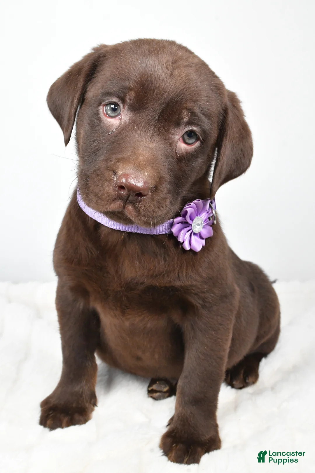 Labrador Retriever dogs for sale: Mindi - Ad 4