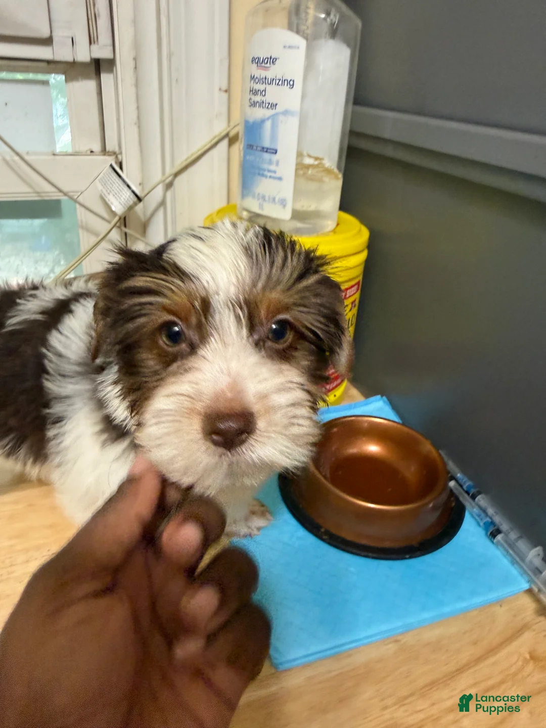 Yorkshire Terrier dogs for sale: Jon - Ad 2