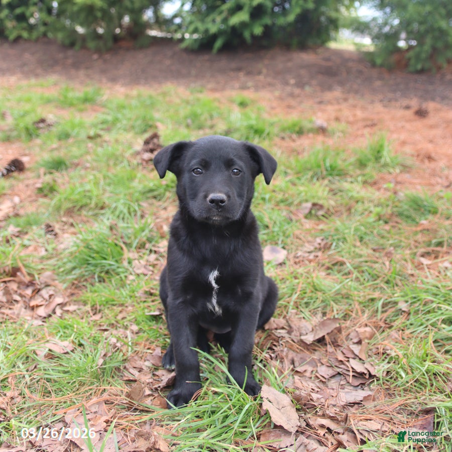 Mixed Breed dogs Milly - Ad 1