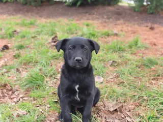 Mixed Breed dogs for sale: Milly - Ad 2