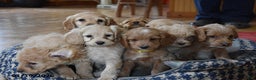 Cockapoo dogs for sale: Hunter - Ad 4