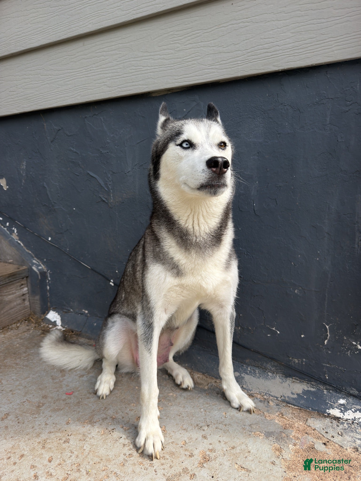 Gerberian Shepsky dogs Hercules - Ad 2