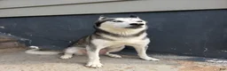 Gerberian Shepsky dogs for sale: Harley - Ad 2