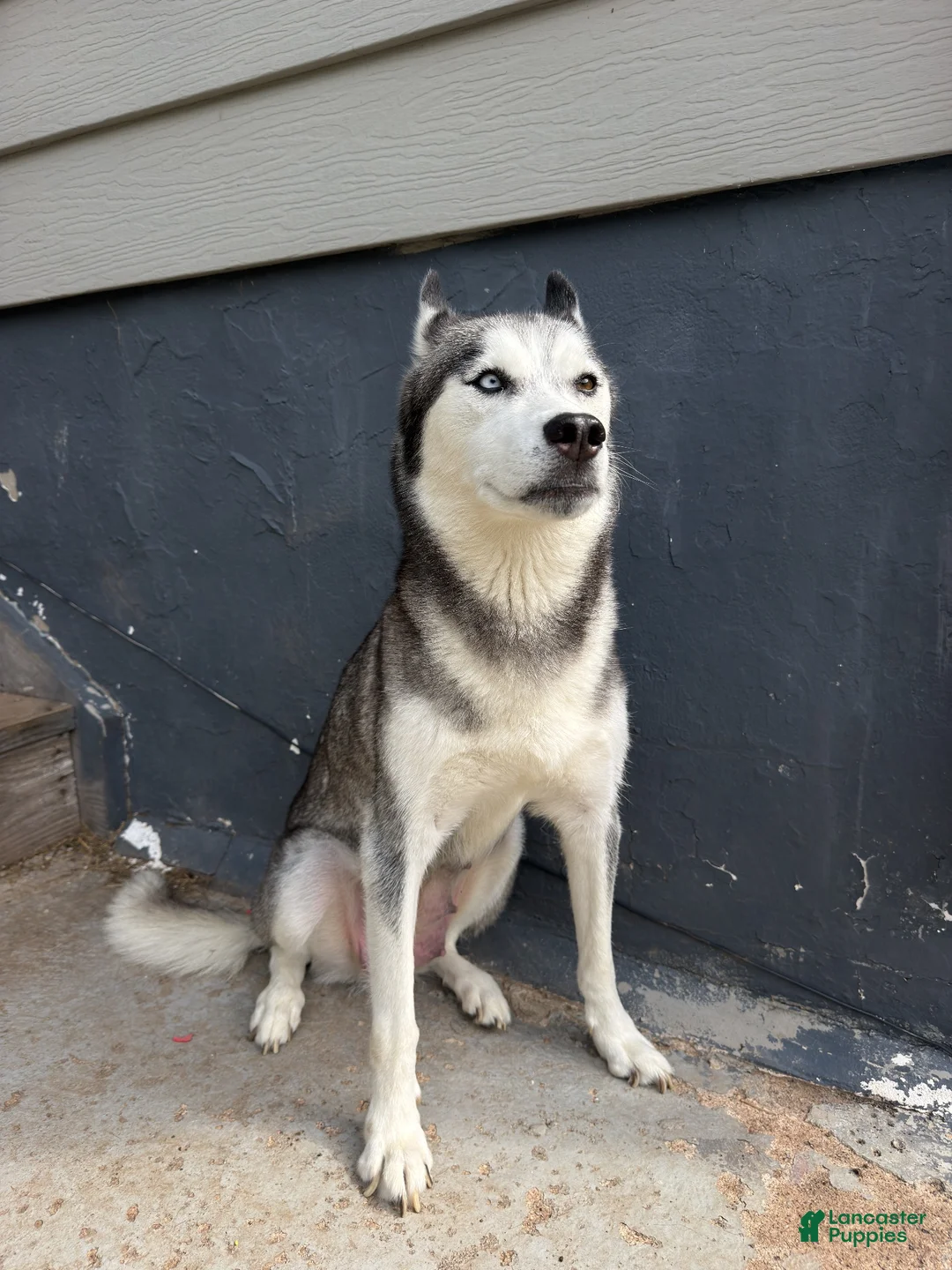 Gerberian Shepsky dogs for sale: Harley - Ad 2