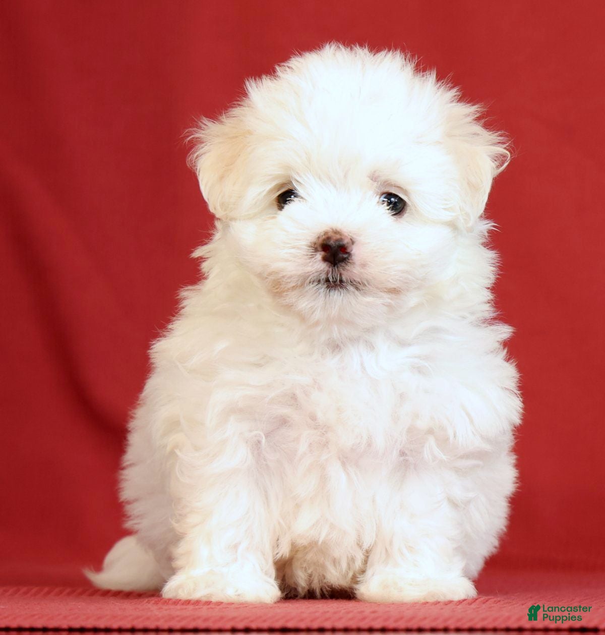 Maltese dogs Abby - Ad 2