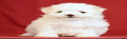 Maltese dogs for sale: Abby - Ad 2