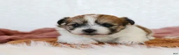 Teddy Bear dogs for sale: Casey Teddy Bear  - Ad 1