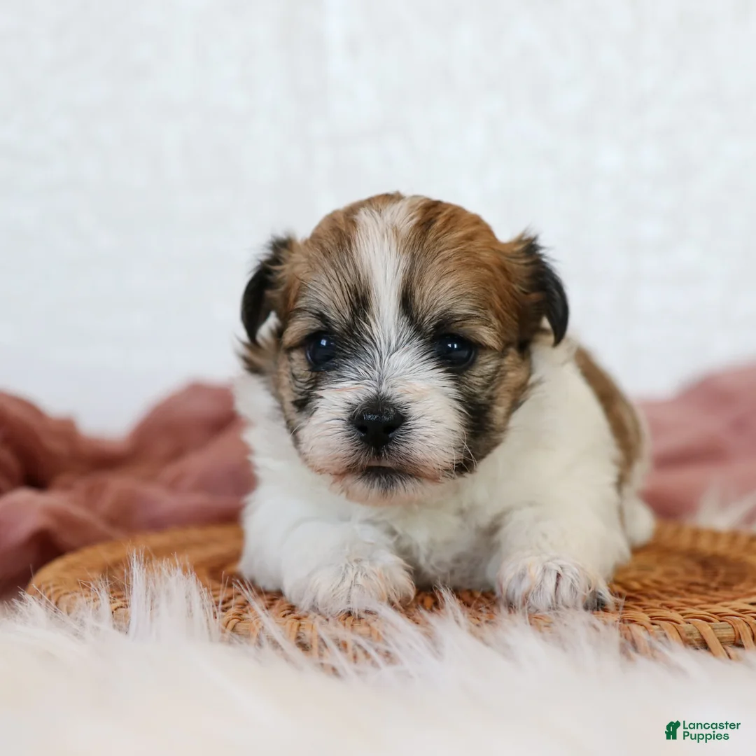 Teddy Bear dogs for sale: Casey Teddy Bear  - Ad 1