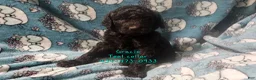 Standard Poodle dogs for sale: Gracie - Ad 2