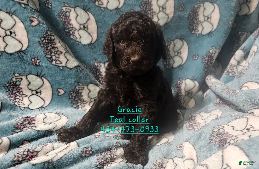 Standard Poodle dogs for sale: Gracie - Ad 2