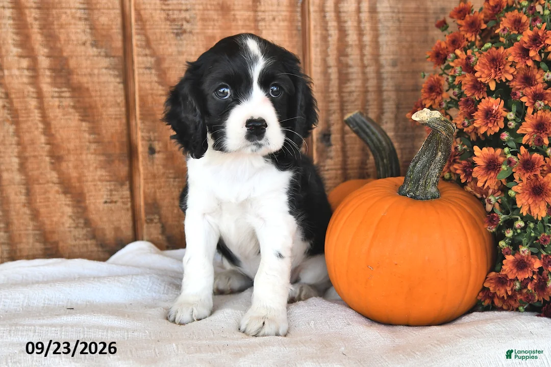 English Cocker Spaniel dogs for sale: Skyla - Ad 1