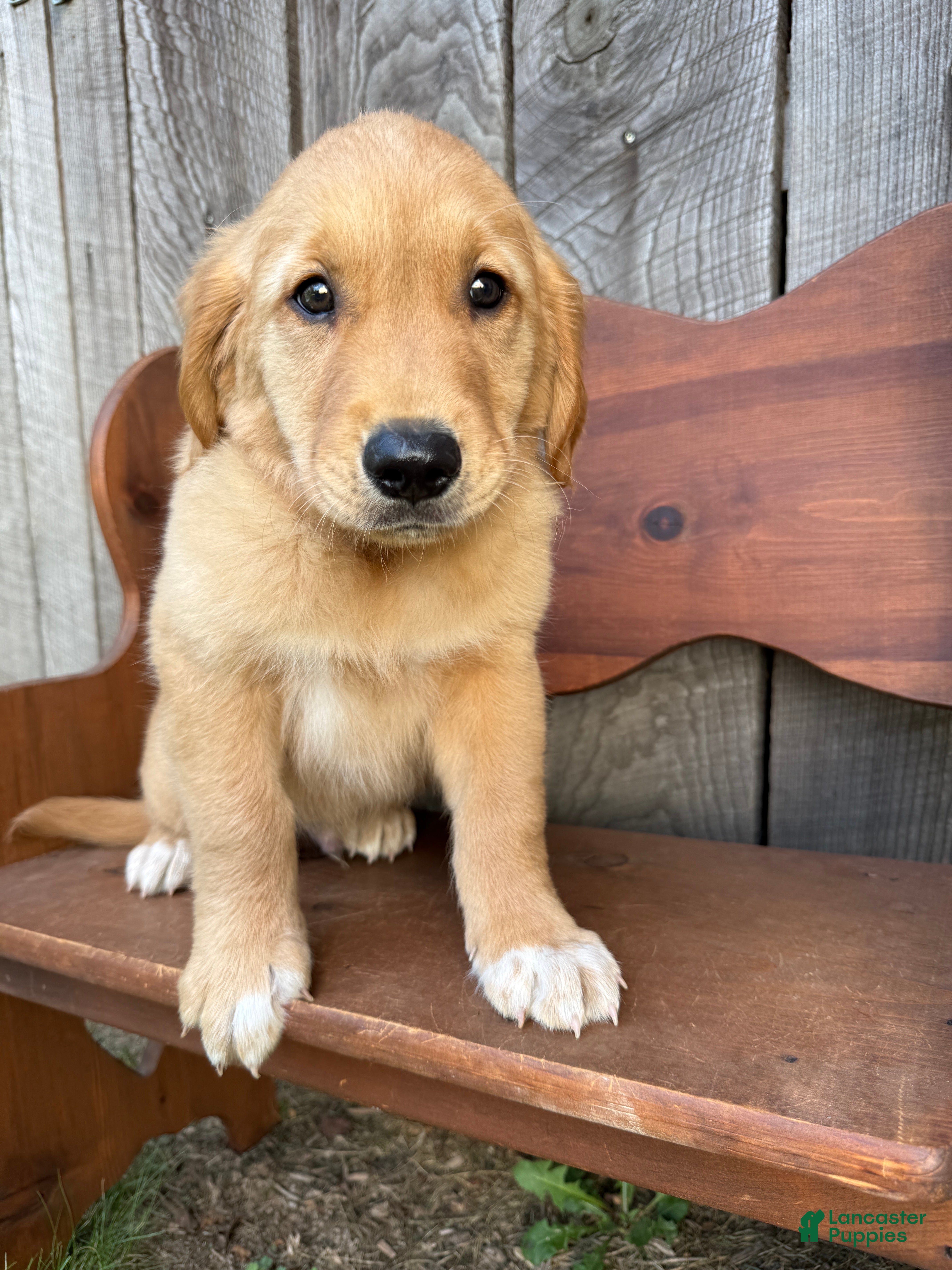 Golden Retriever dogs Bo  - Ad 2