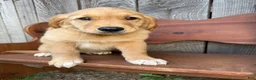 Golden Retriever dogs for sale: Bo  - Ad 7