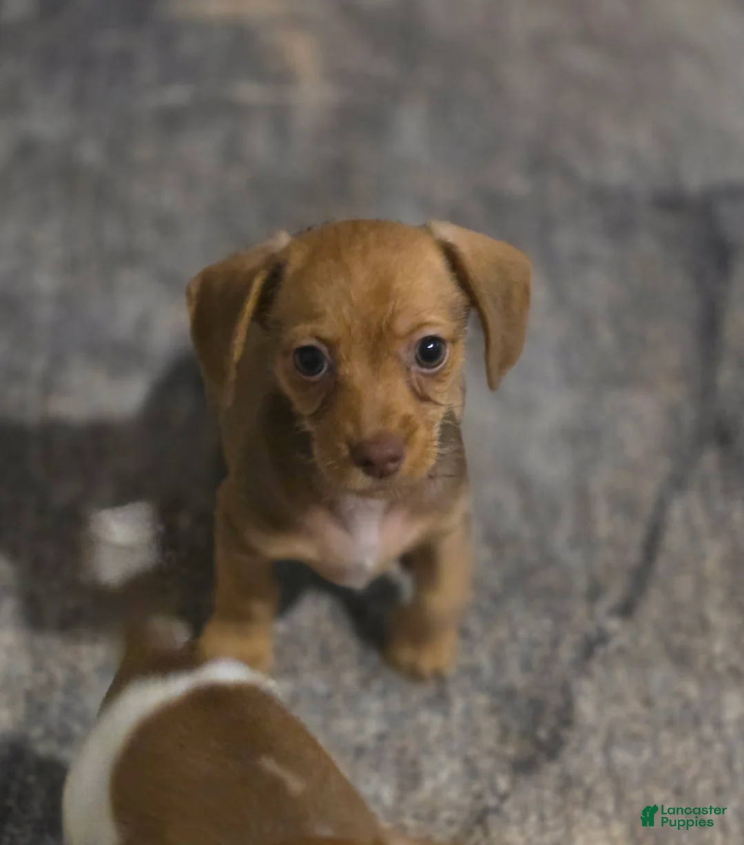 Mixed Breed dogs for sale: Bashful (Bash) - Ad 2