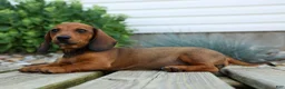 Miniature Dachshund dogs for sale: Sabrina 💝 - Ad 12