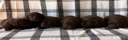 Labrador Retriever dogs for sale: Bruno - Ad 4