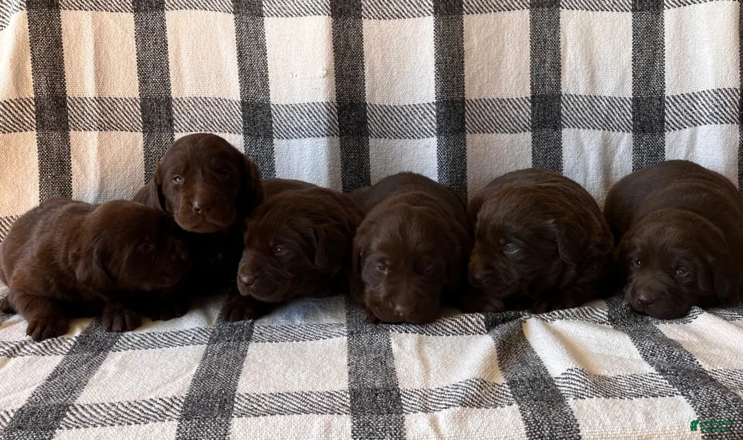 Labrador Retriever dogs for sale: Bruno - Ad 4