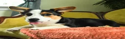 Welsh Corgi Pembroke dogs for sale: Titus - Ad 2