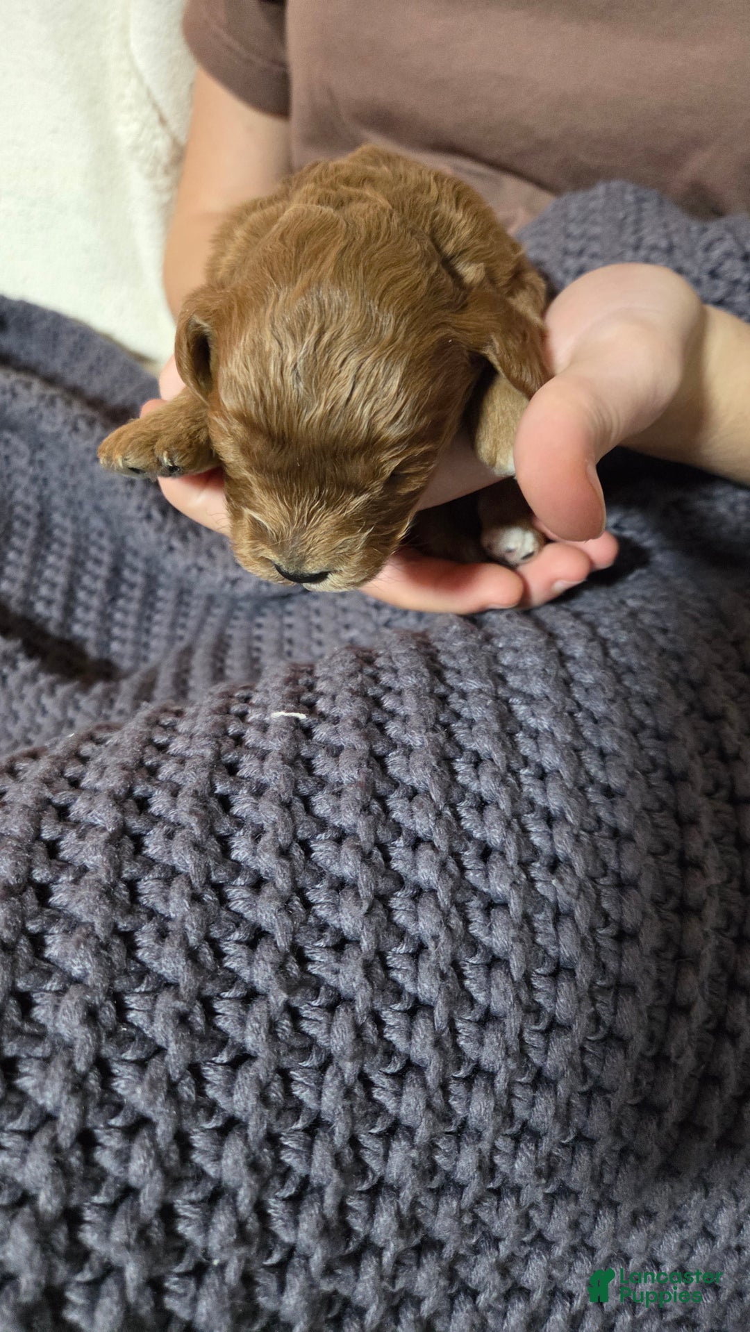 Cavapoo dogs for sale: Trey - Ad 18