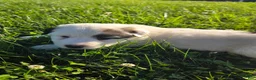 Great Pyrenees dogs for sale: John - Ad 11