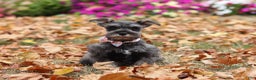 Miniature Schnauzer dogs for sale: Millie - Ad 43