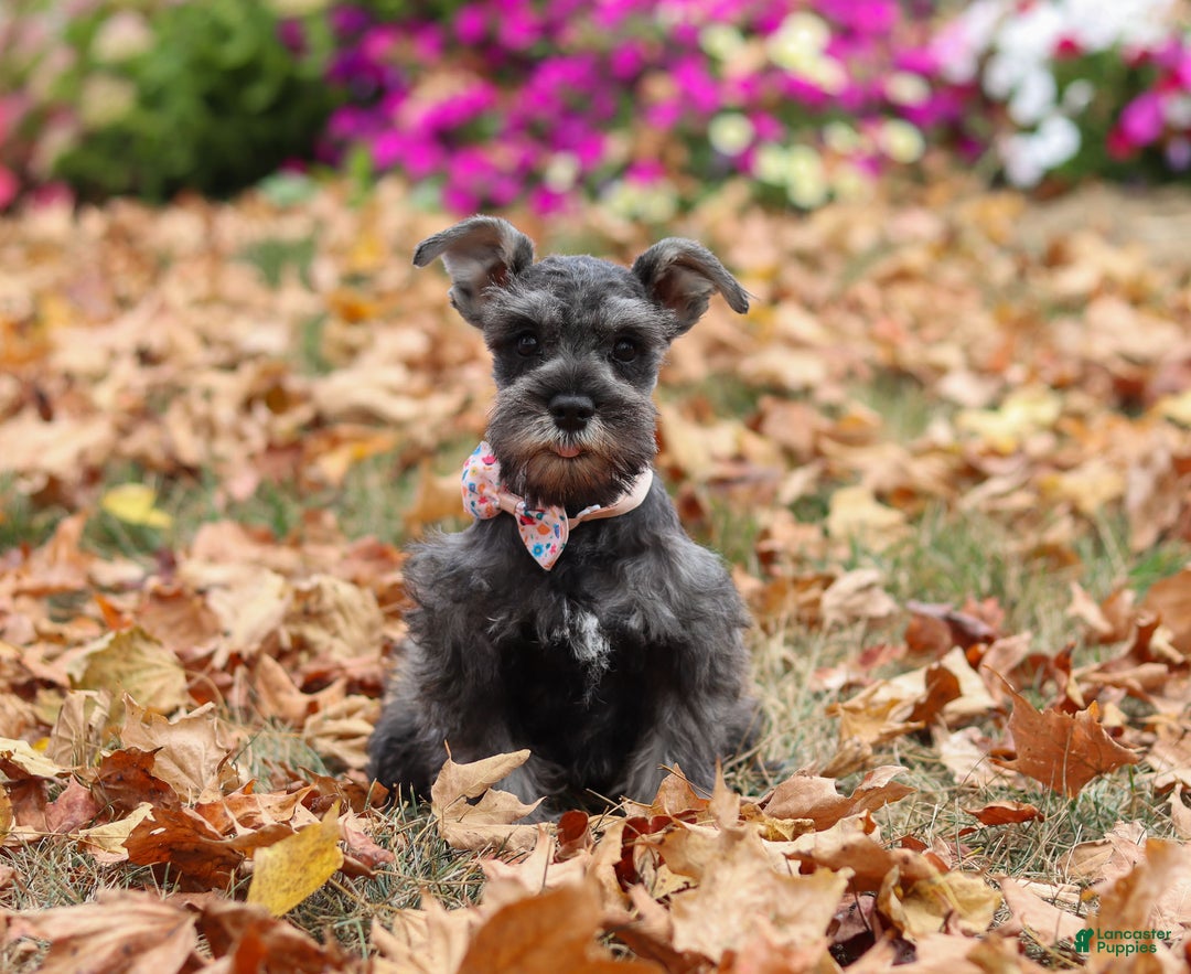 Miniature Schnauzer dogs for sale: Millie - Ad 43