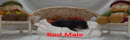 Rottweiler dogs for sale: Red - Ad 4