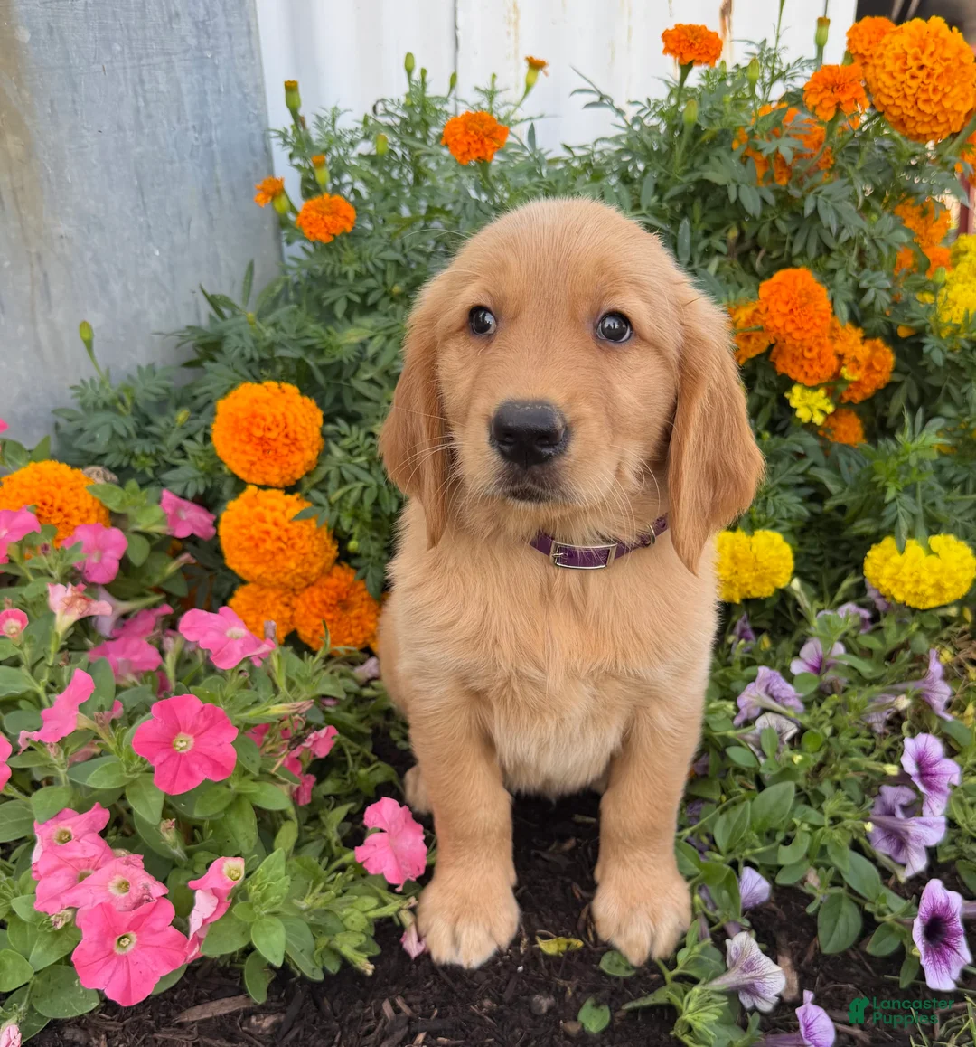 Golden Retriever dogs for sale: Haley - Ad 1