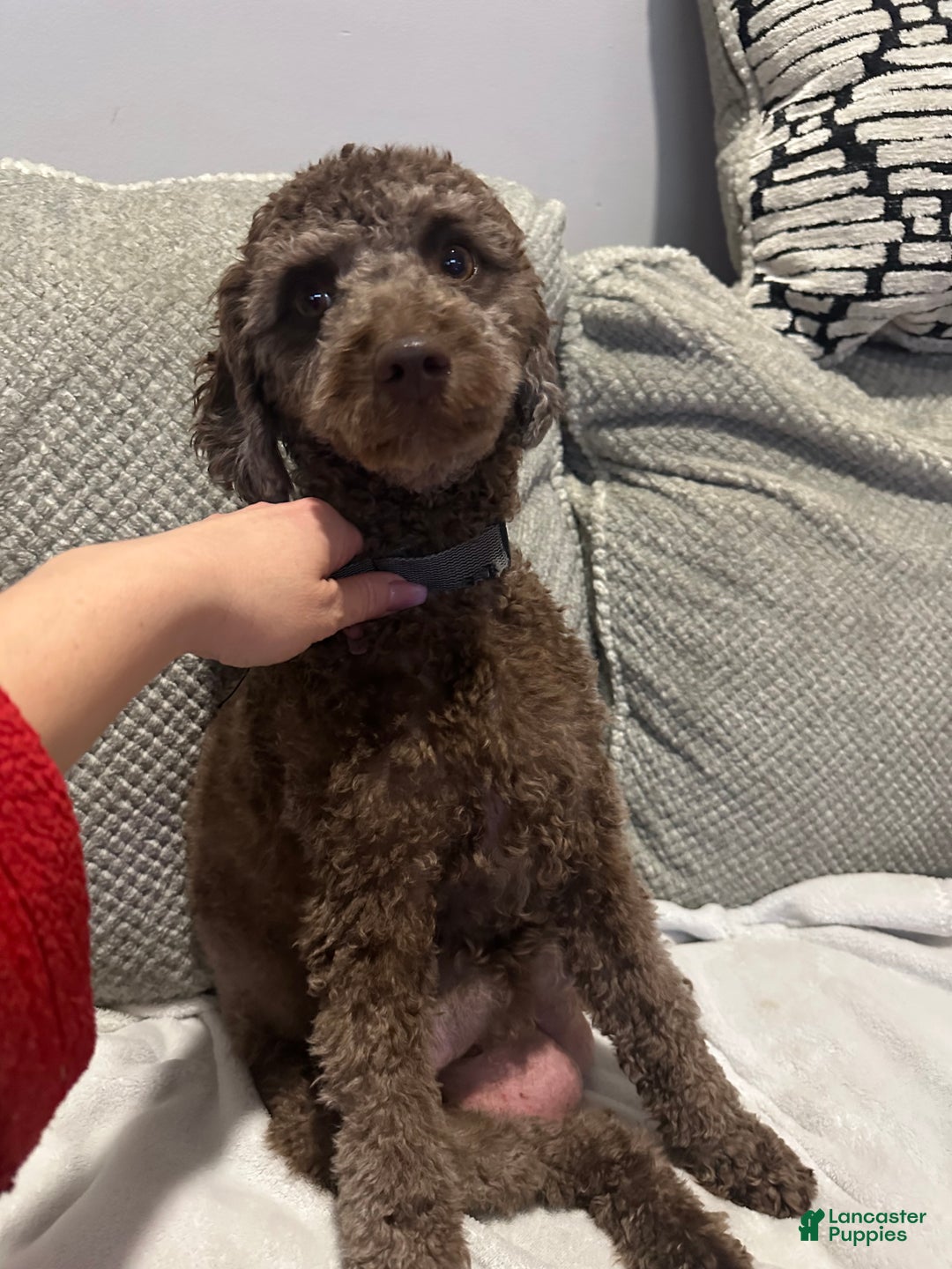 Cavapoo dogs for sale: Cavapoo Puppy 5 - Ad 2