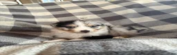 Australian Shepherd dogs for sale: Jellybean - Female 2 - Ad 3