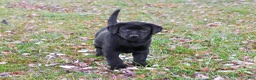Labrador Retriever dogs for sale: Leah - Ad 3