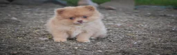 Pomeranian dogs for sale: Toulouse Pomeranian  - Ad 10