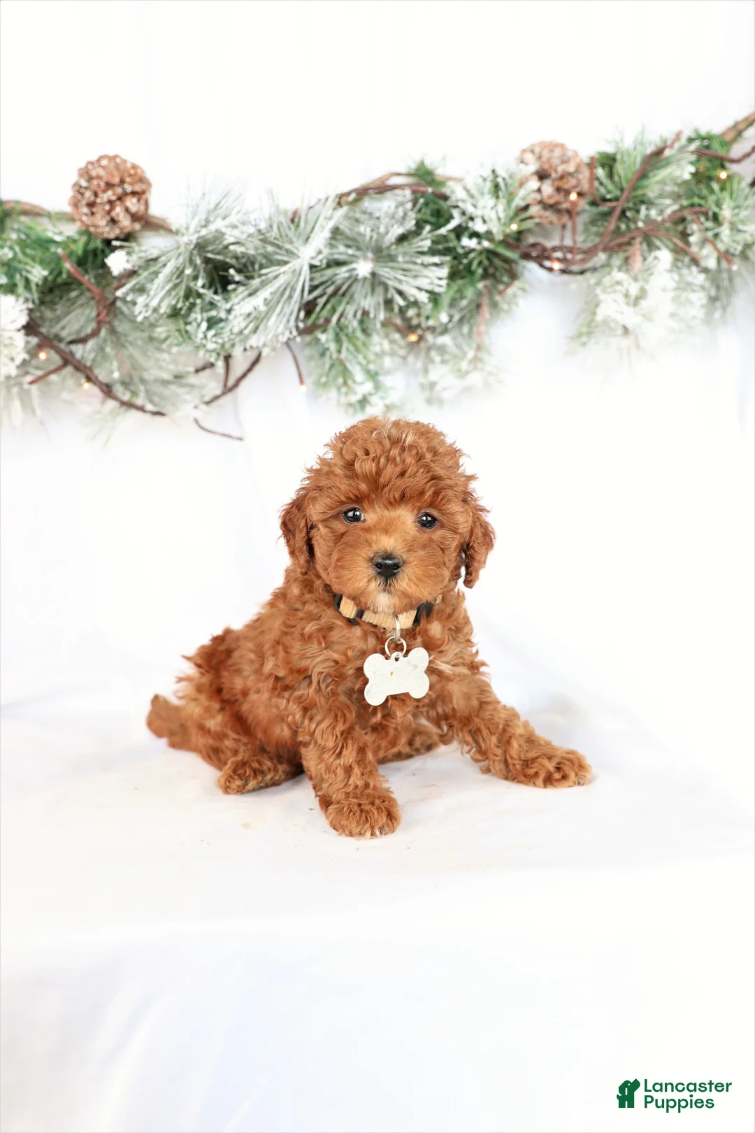 Miniature Poodle dogs for sale: Pearl - Ad 1