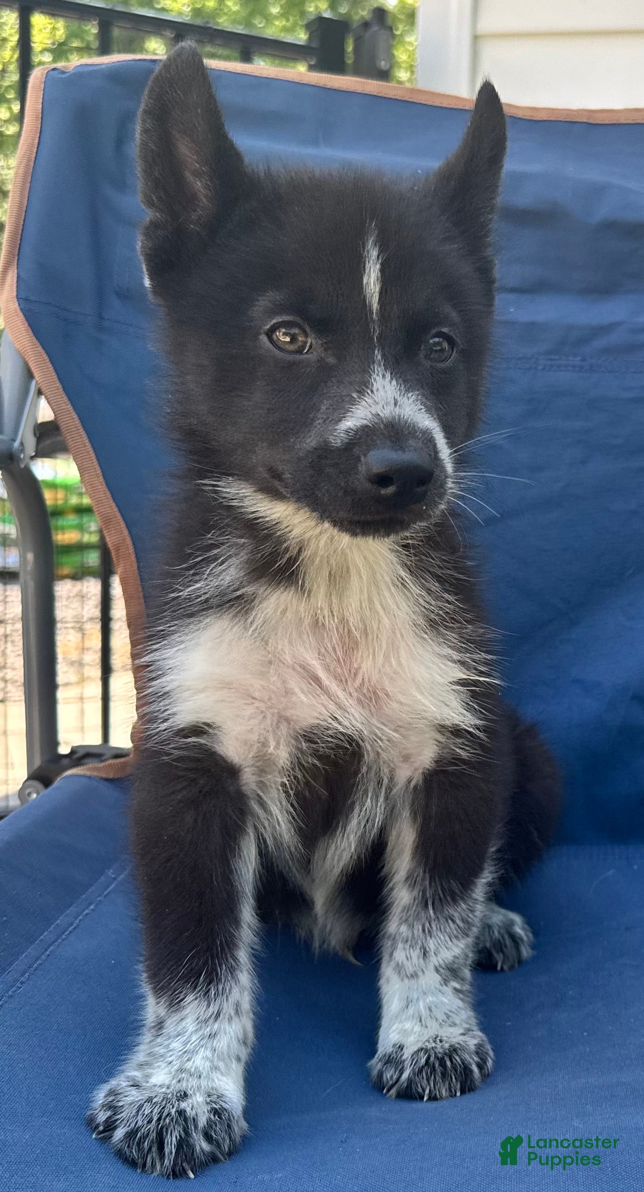 Siberian Husky dogs Klaus - Ad 13