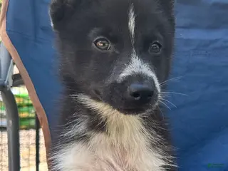 Siberian Husky dogs Klaus - Ad 13