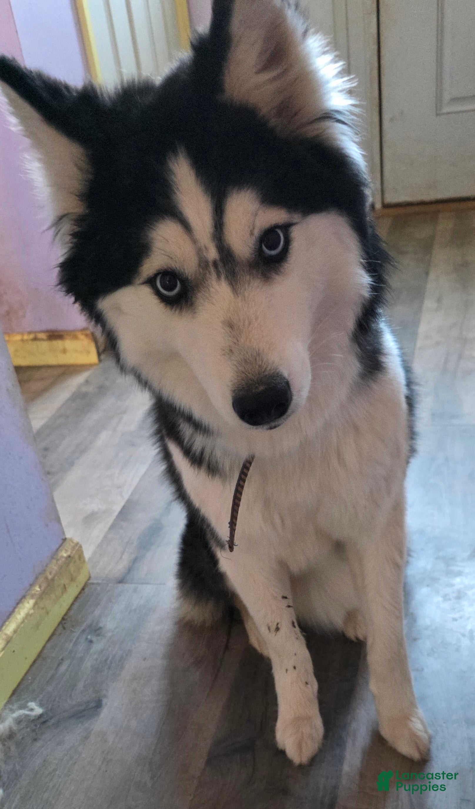 Siberian Husky dogs for sale: Siberian Husky Puppy 1 - Ad 3
