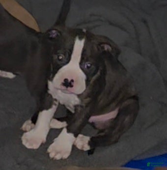 American Bully dogs American Bully Puppy 1 - Ad 25